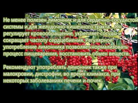 Настойка лимонника свойства, применения, рецепты и противопоказания