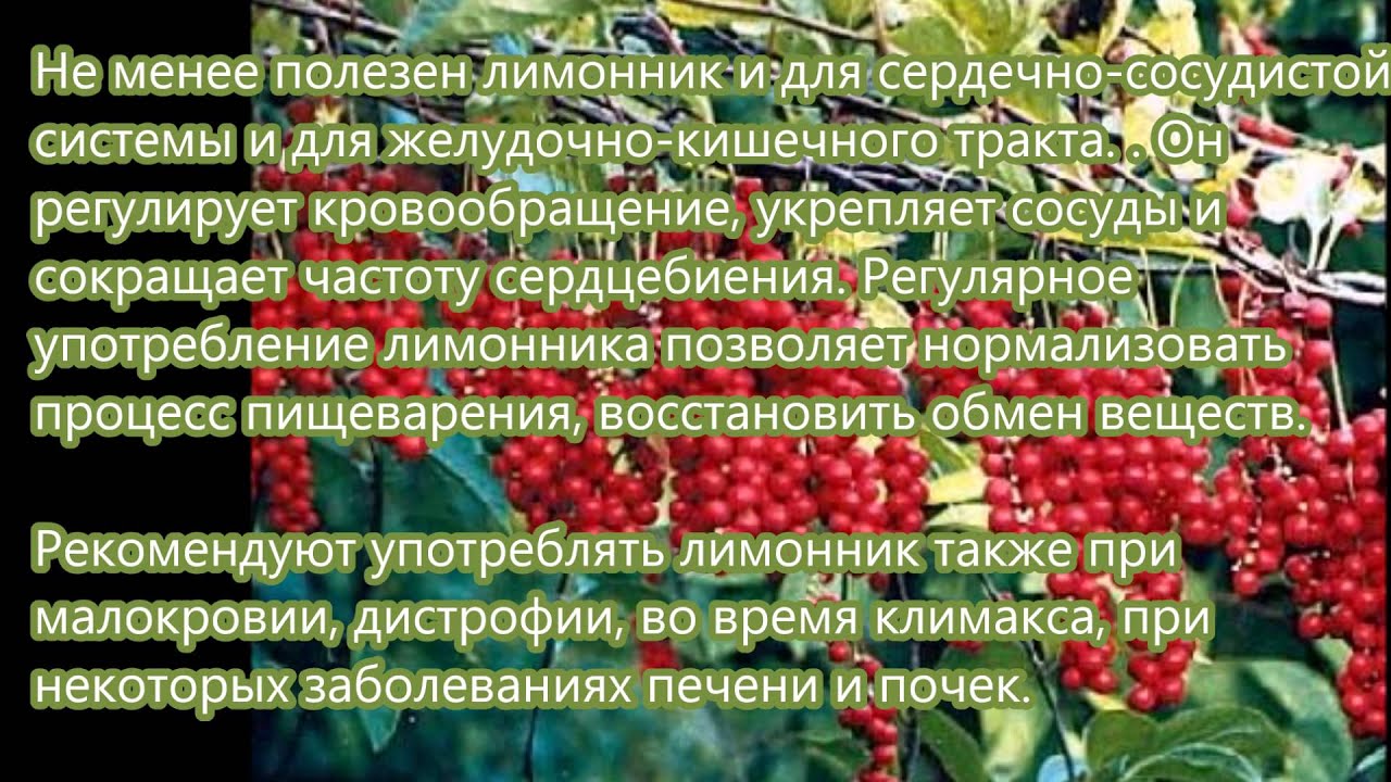 Настойка лимонника свойства, применения, рецепты и противопоказания