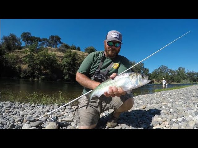 American river Shad Fishing 