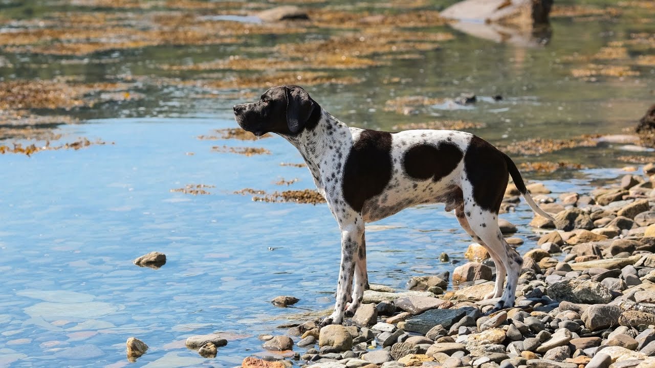 The Essential Role of Pointer Dogs in Competitive Hunting Events - YouTube