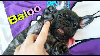 Baloo's Story. Wet Nose French Bulldog Puppies