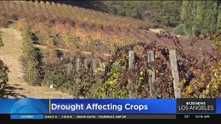 Drought, extreme weather heavily affecting farming industry