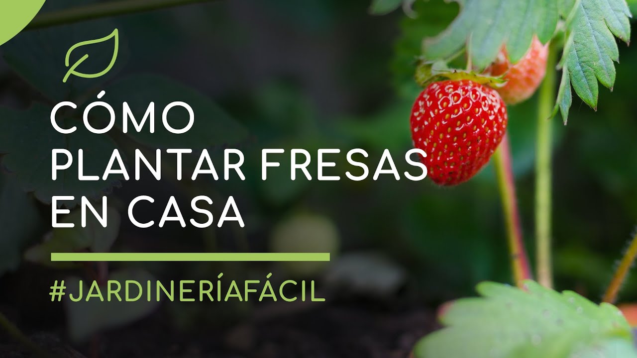 Como Sembrar Fresas o Frutillas En Casa