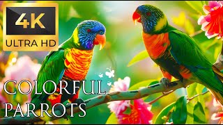 Birds 4K VIDEO UHD - Parrot Sound - Relaxing Music | Relaxing Safari