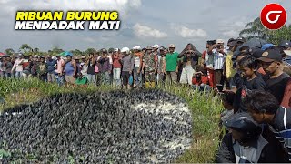 VIRAL!! Ribuan Burung Pipit Mendadak Tak Bernyawa Gemparkan Warga Gianyar Bali, ini Penyebabnya....