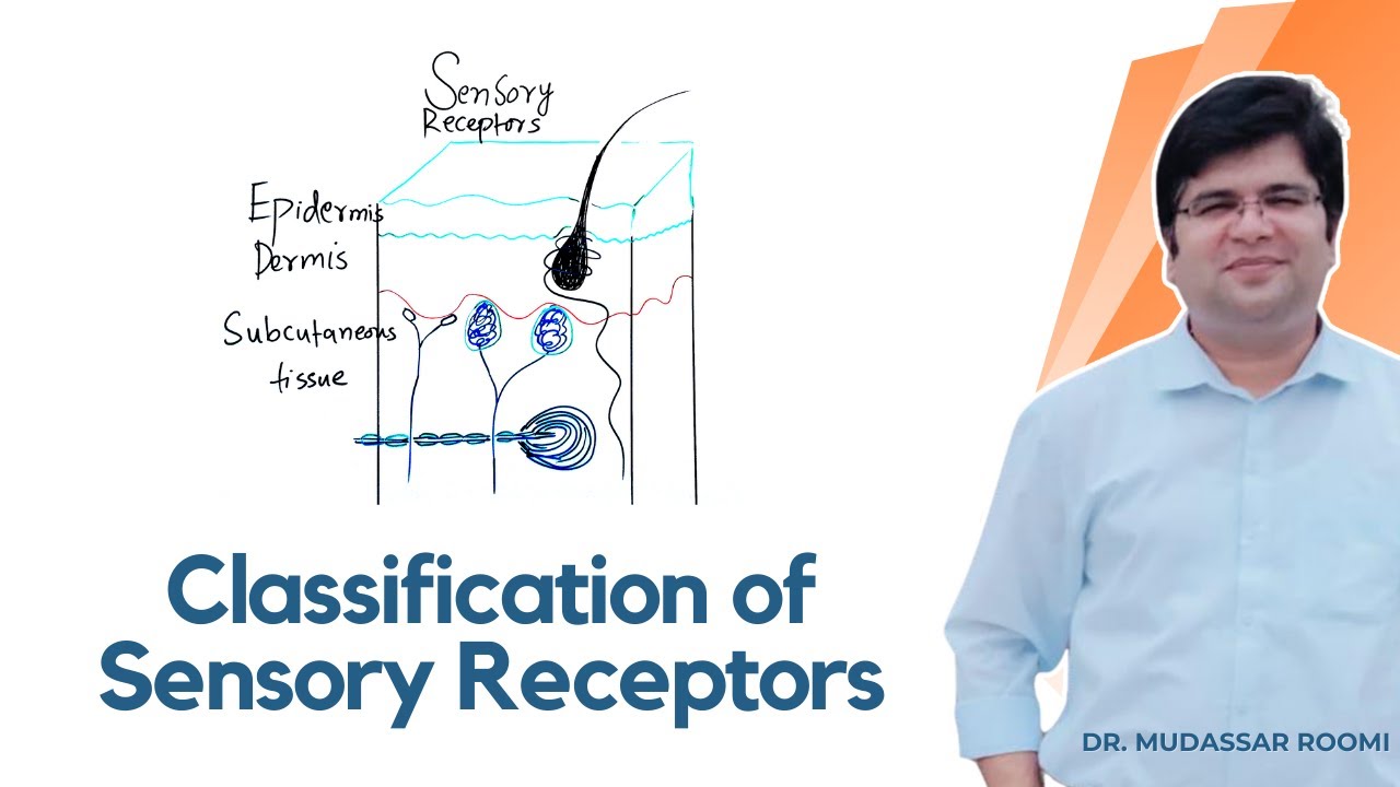 Classification of Sensory Receptors | Neuroscience | Neurophysiology ...
