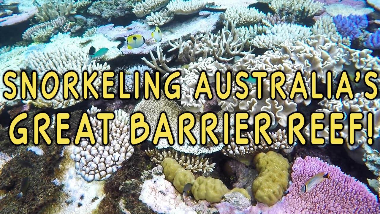 Snorkeling the Great Barrier Reef — Port Douglas, Australia - YouTube