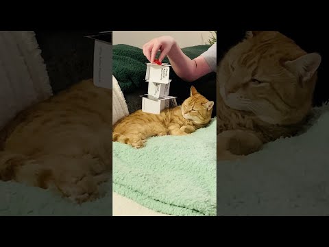Curing Quarantine Boredom With Your Lazy Cat || ViralHog