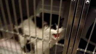 Cats in an animal shelter