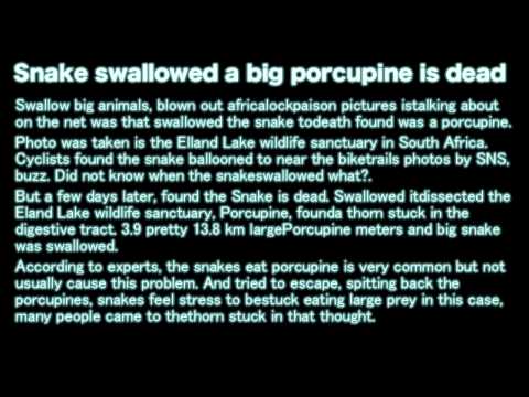 Snake swallowed a big porcupine is dead【2015.06.27】