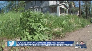 Overgrown lawns, weeds contribute to health, crime problems across city