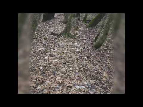 Жизнь деревьев