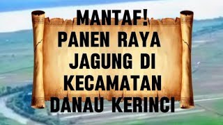 Mantaf  Panen Raya Jagung pertanian panenjagung penyuluhpertanian
