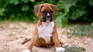 Tales of Mischievous Boxers The Funny Side by Doggoland USA 57 views 1 day ago 4 minutes, 43 seconds