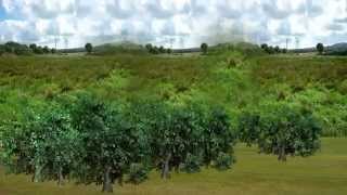 Download Lagu Dancing trees -Animated Tree HD Video MP3