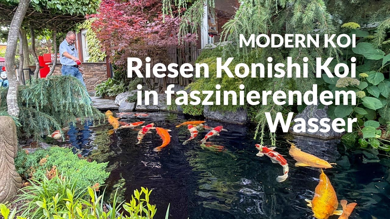Alex Mitterhofer und sein Jumbo Teich mit Genesis Papierfilter | Modern Koi Blog #8169