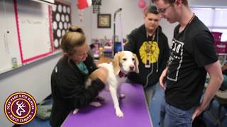 DPHS-South Campus: Small Animal Management class.