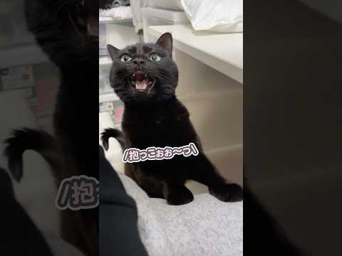 「抱っこしてぇ〜っ」と、大好きなパパのお膝に飛び乗ってくる猫