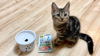 子猫にまぐろフレークを1袋丸ごとあげてみたら喜びがすごかったｗ