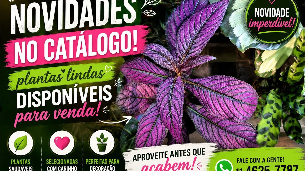 🌱 NEW ARRIVALS IN THE CATALOG! Beautiful Plants Available for