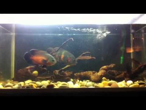 Oscar fish tank 60 gallon / 230 litros - YouTube