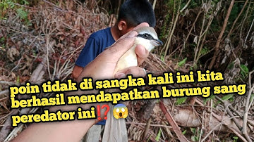 mikat burung di pinggiran hutan,tidak di sangka dapat burung cendet sang predator ini⁉️😱
