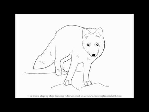 How to draw Arctic Fox - YouTube