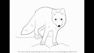 Easy To Draw Arctic Fox - Easy Drawing