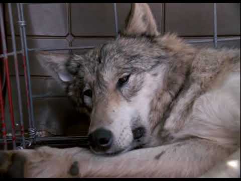 Video: Wolfdogs: Život s vlkmi Hybrid Puppies