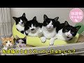保護した子猫 先住猫といよいよご対面　海辺で生まれたハチワレ③≪ご対面編≫　ナレーション付【保護猫幸せ物語】#29 Foster cat`s happy story