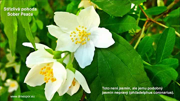 Jaká je vůně jasmínu?