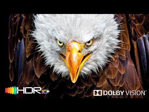 You Won't Believe it but it's Real 4K Video HDR Dolby Vision - 8K Video ULTRA HD