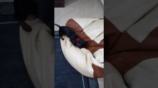 Dachshund | Cute Puppy | Funny Movement's l Staffy | 2017