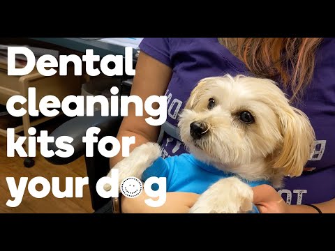 A kit to help you keep your dog's teeth clean at home