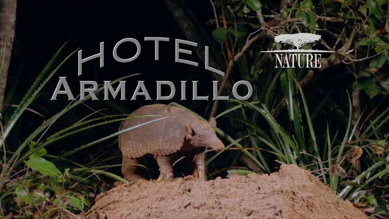 Nature: Hote Armadillo PREVIEW