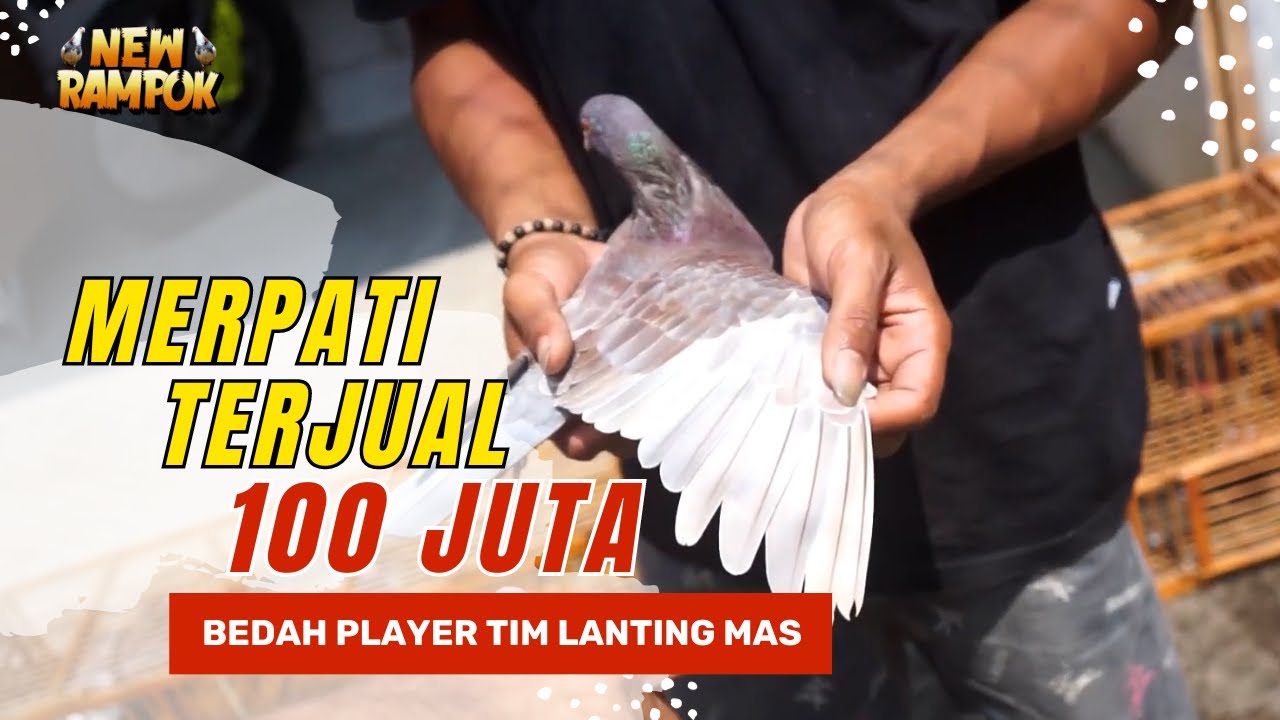 MERPATI KOLONG MEJA HARGA RATUSAN JUTA | NEW RAMPOK