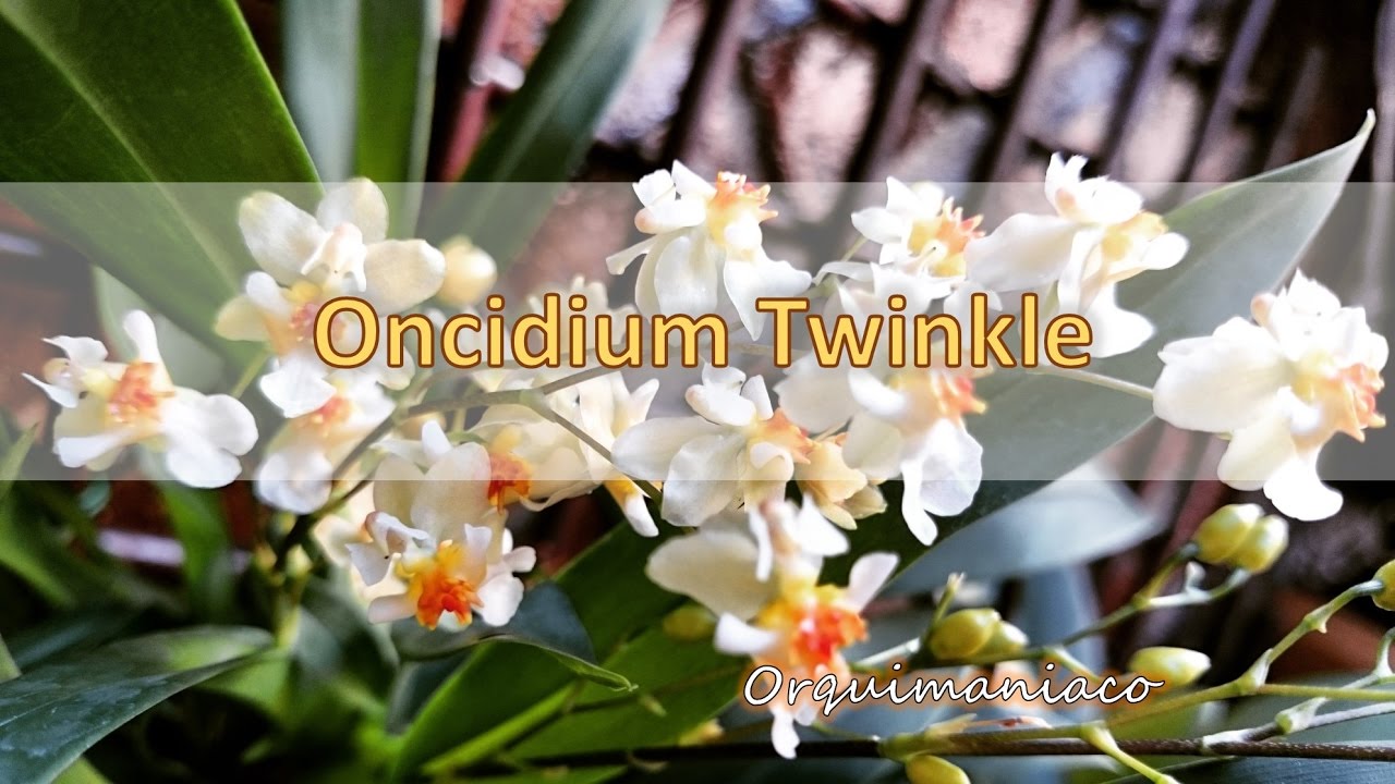 Orquídea Oncidium Twinkle Cuidados - thptnganamst.edu.vn