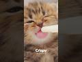 🍼Baby Cat Crispy - #cat #cute #luckypaws