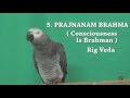 Ram, the African Grey Parrot says the Maha Vakyas