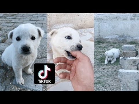 bulut köpek TikTok videoları