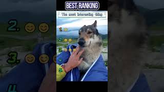 wolfhound.#funny #foryou #funnyvideo #fyp #funnytiktok #Interesting #videos #wolfhound
