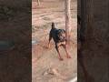 dangerous rottweiler 🥷🔥#viral #shorts #dog #rottweiler