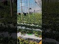 Panen stroberi modern, rapi & maksimal 🍓🔥#stroberi #pertanianmodern #greenhouse #panencepat #smart