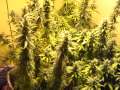 Marijuana Bud Plant (Bc Hash Plant) WTC buds Marijuana Bud Plant (Bc Hash Plant) WTC buds
