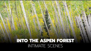 Into the Aspen Forest - Fall Color Photography screenshot 5