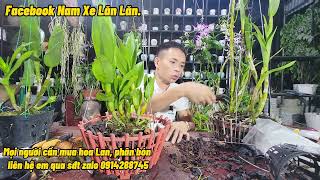 Cách Trồng Hoa Lan denro Đơn Giản Cho Người Mới Chơi - Nam Xe Lăn