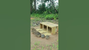 Survival Bird Trap : Create Quail Trap With Cardboard Box #youtubeshorts #survival #animaltrap