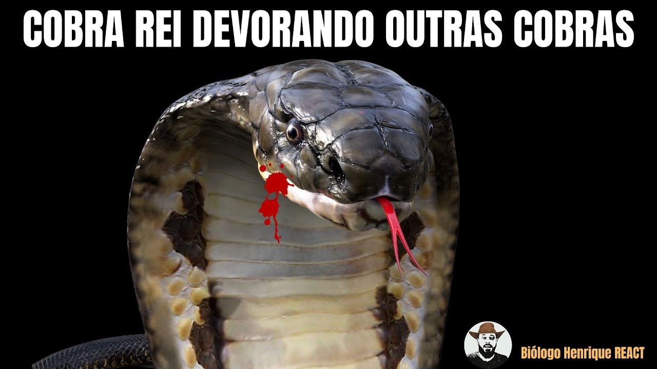 Cobra Rei devora outras cobras | Biólogo Henrique Reage ao Canal @TOP