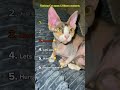 So cute🥹 #shorts #shortvideo #cat #cutecat #viral
