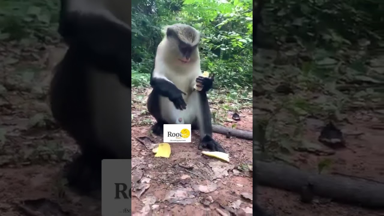#travel #monkeyfeeding #Roottours